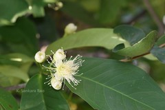 Syzygium samarangense
